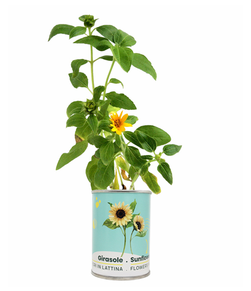 Mikrogarten -Sonnenblume flower